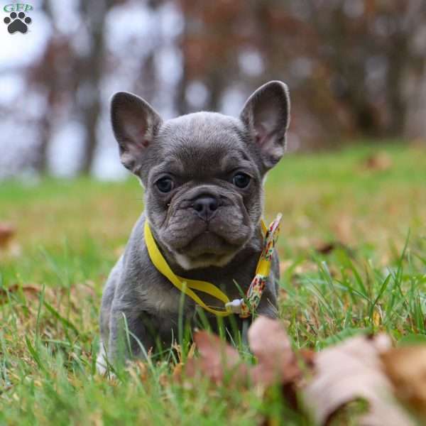 Ace, French Bulldog Puppy